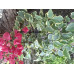 Бугенвиллия Lila variegata Бугенвиллия Lila variegata