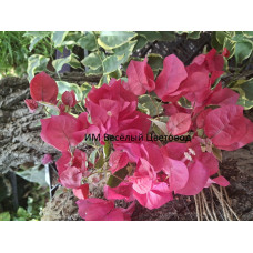 Бугенвиллия Lila variegata Бугенвиллия Lila variegata