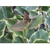 Бугенвиллия Lila variegata Бугенвиллия Lila variegata