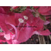 Бугенвиллия Lila variegata Бугенвиллия Lila variegata