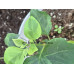 Бугенвиллия Roma Variegata Бугенвиллия Roma Variegata