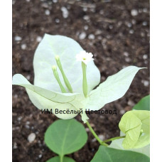 Бугенвиллия Roma Variegata Бугенвиллия Roma Variegata