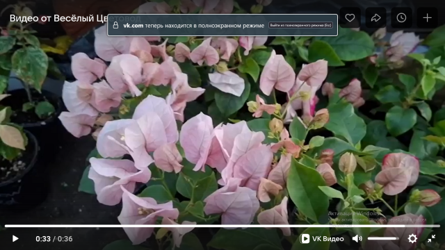 Бугенвиллия Vera Bicolor. зимнее цветение