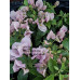 Бугенвиллия Vera Bicolor (Bicolor) Бугенвиллия Vera Bicolor (Bicolor)