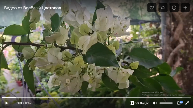 Бугенвиллия Вера Вайт