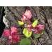 Бугенвиллия Red September variegated Бугенвиллия Red September variegated