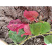 Бугенвиллия Red September variegated Бугенвиллия Red September variegated