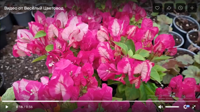 Бугенвиллия Vera Bicolor (Bicolor)