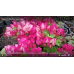 Бугенвиллия Vera Bicolor (Bicolor) Бугенвиллия Vera Bicolor (Bicolor)