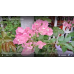 Бугенвиллия Vera Pink Бугенвиллия Vera Pink