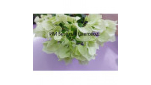 Bougainvillia Vera White