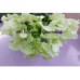 Bougainvillia Vera White Bougainvillia Vera White